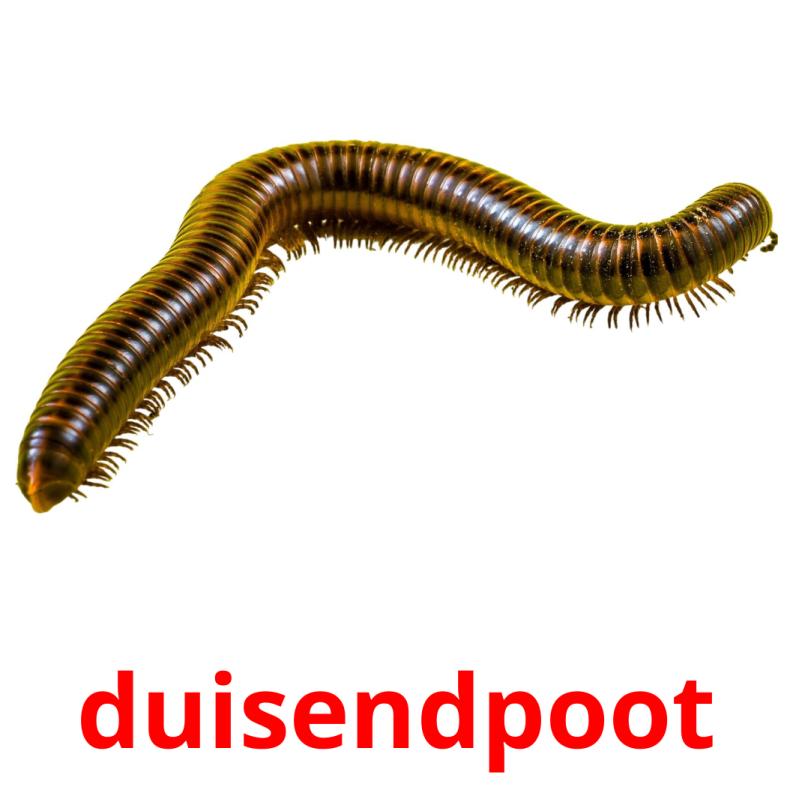 duisendpoot picture flashcards