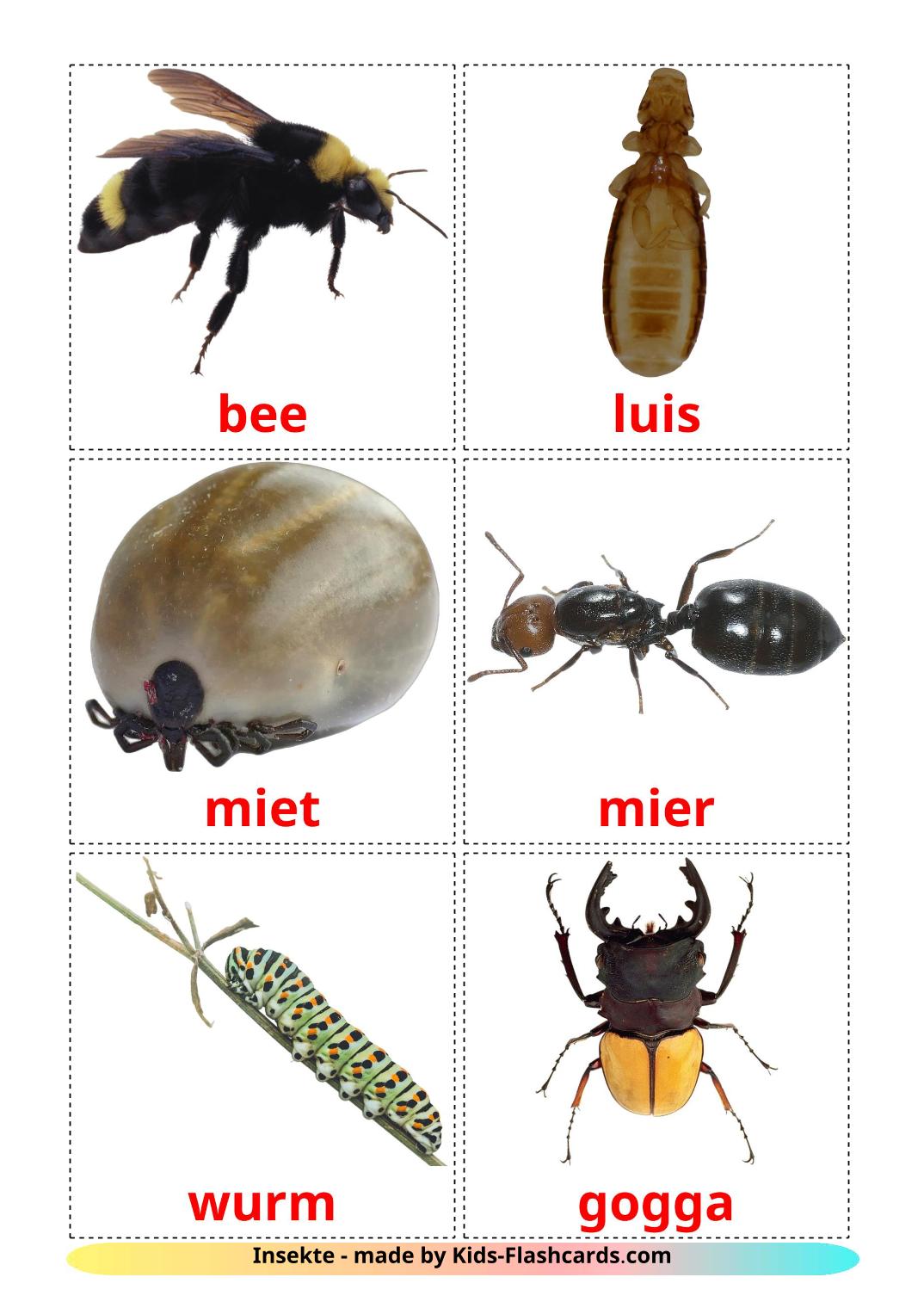Les Insectes - 23 Flashcards afrikaans imprimables gratuitement