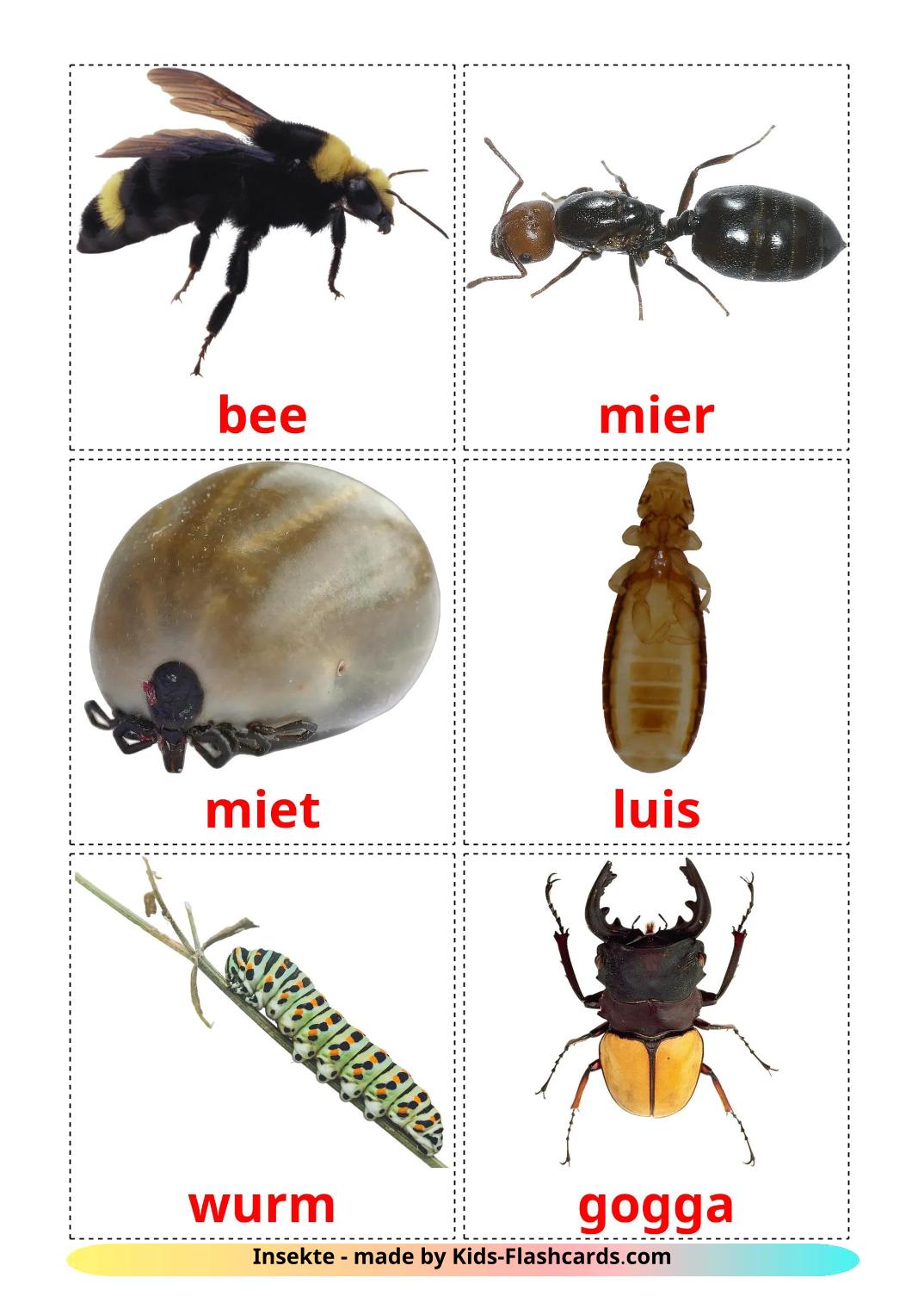 Insects - 24 Free Printable afrikaans Flashcards 