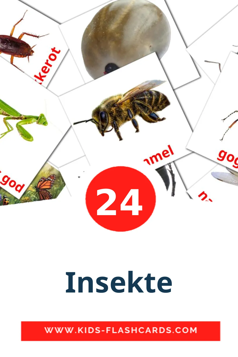 24 Insekte Picture Cards for Kindergarden in afrikaans