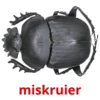 miskruier picture flashcards