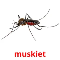 muskiet picture flashcards