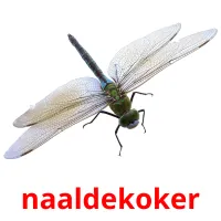 naaldekoker picture flashcards