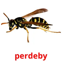 perdeby picture flashcards