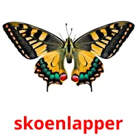 skoenlapper picture flashcards