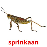 sprinkaan picture flashcards