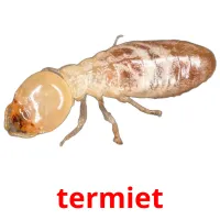 termiet picture flashcards