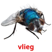 vlieg picture flashcards