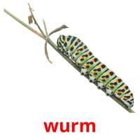 wurm picture flashcards