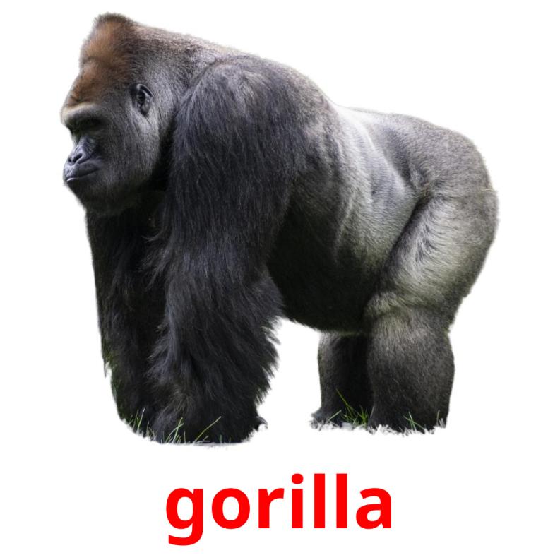 gorilla picture flashcards