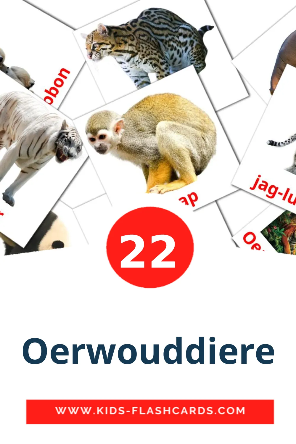 22 Oerwouddiere Picture Cards for Kindergarden in afrikaans