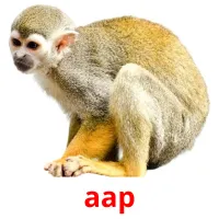 aap picture flashcards