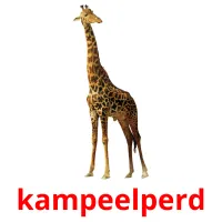 kampeelperd picture flashcards