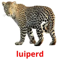 luiperd picture flashcards