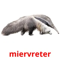 miervreter picture flashcards