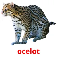 ocelot picture flashcards