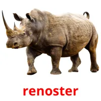 renoster picture flashcards