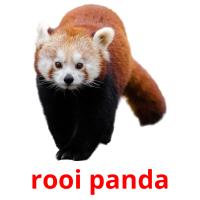 rooi panda picture flashcards