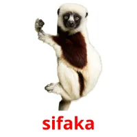 sifaka Bildkarteikarten