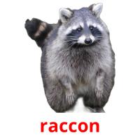 raccon card for translate