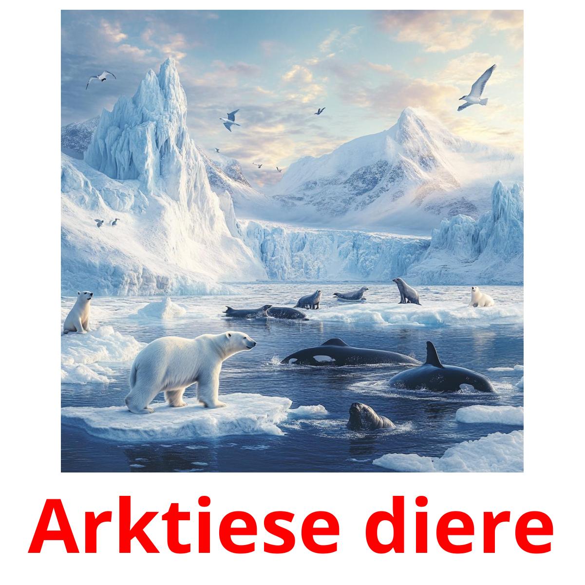 Arktiese diere picture flashcards