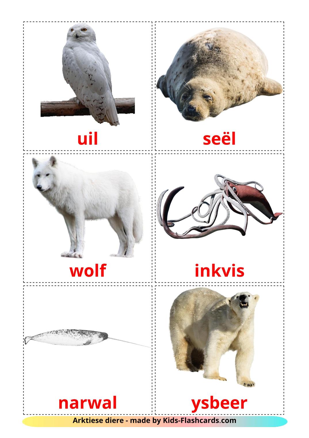 Arctic animals - 14 Free Printable afrikaans Flashcards 