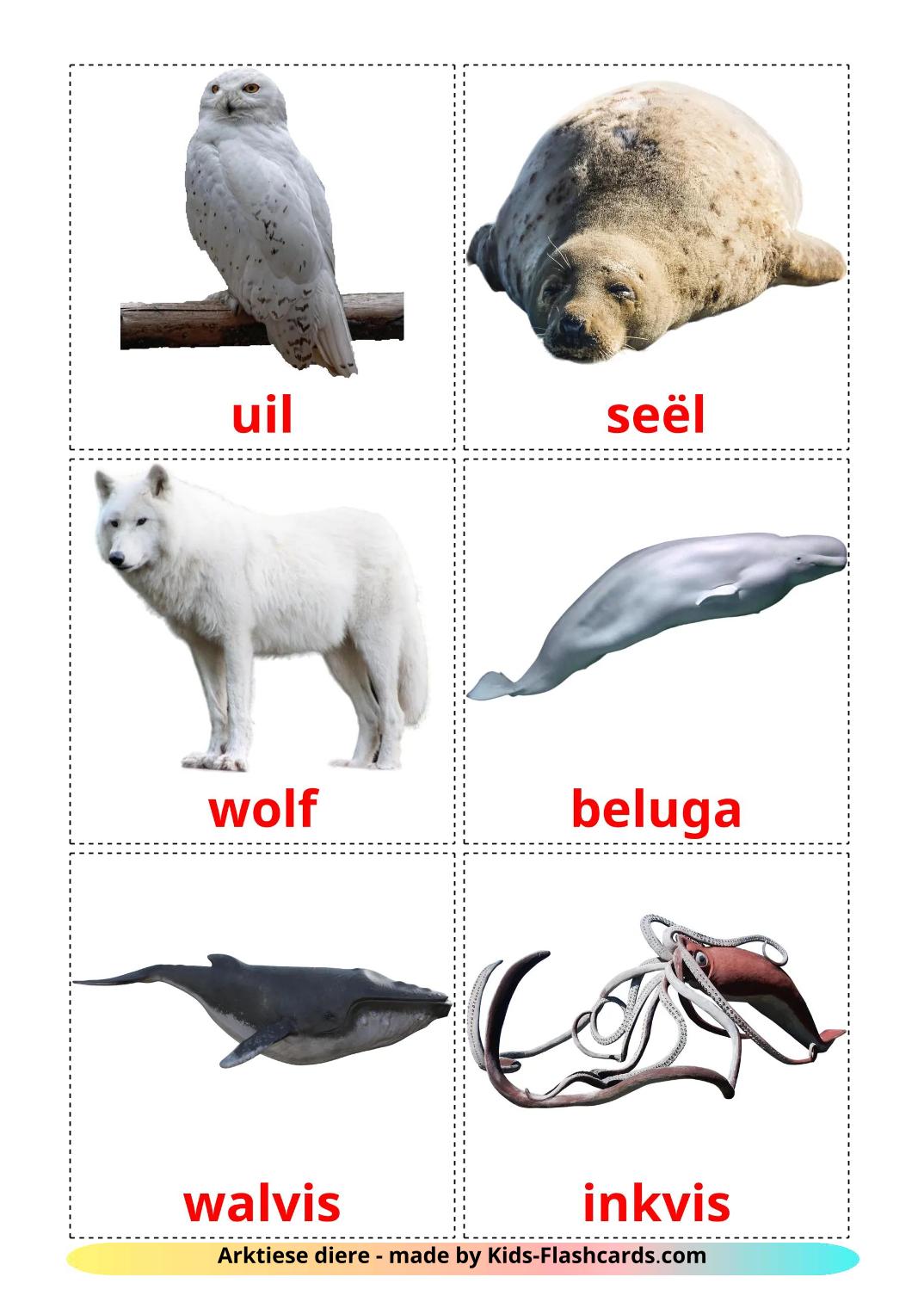 Arctic animals - 15 Free Printable afrikaans Flashcards 