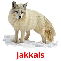 jakkals picture flashcards