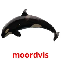 moordvis picture flashcards