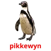 pikkewyn picture flashcards