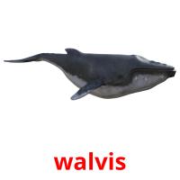 walvis picture flashcards
