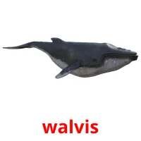 walvis picture flashcards