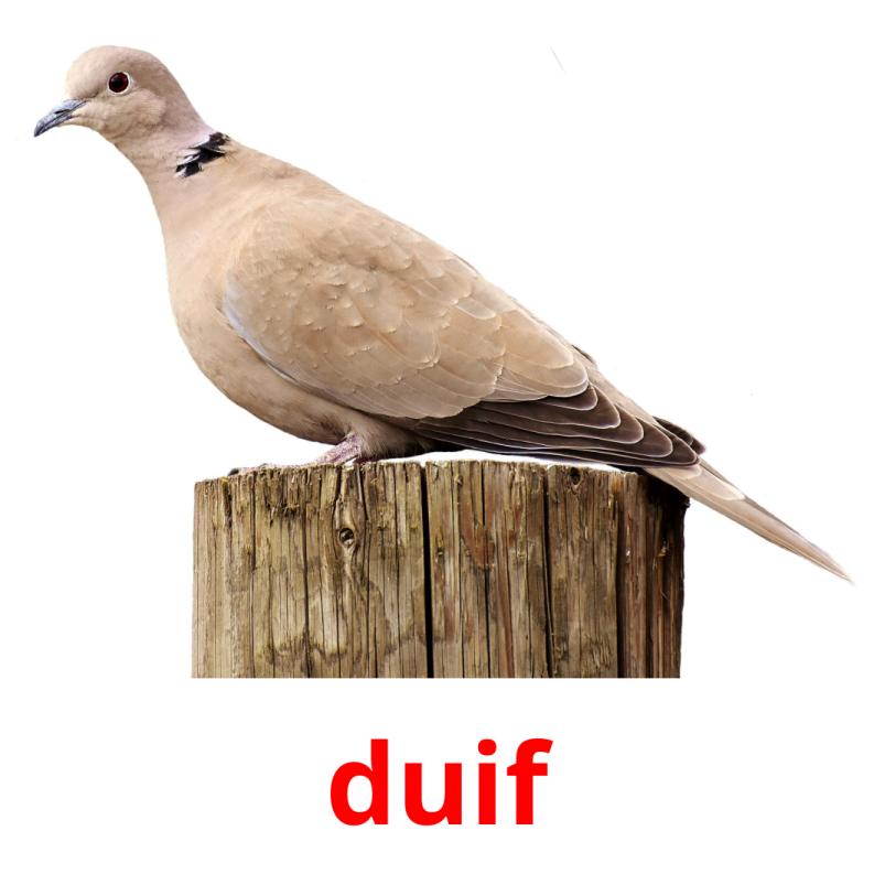 duif picture flashcards