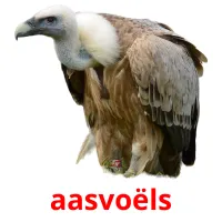 aasvoëls cartões com imagens