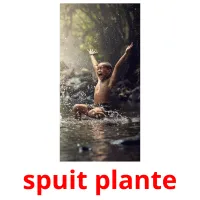 spuit plante Bildkarteikarten