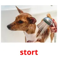 stort Bildkarteikarten