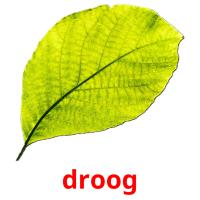 droog card for translate