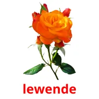 lewende flashcards illustrate