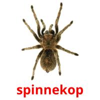 spinnekop picture flashcards