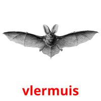 vlermuis card for translate