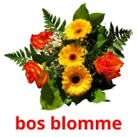 bos blomme flashcards illustrate