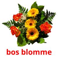 bos blomme picture flashcards