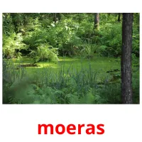 moeras picture flashcards