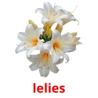 lelies Bildkarteikarten