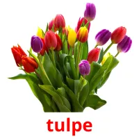 tulpe Bildkarteikarten