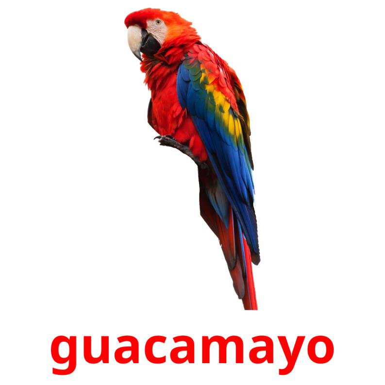 guacamayo Bildkarteikarten