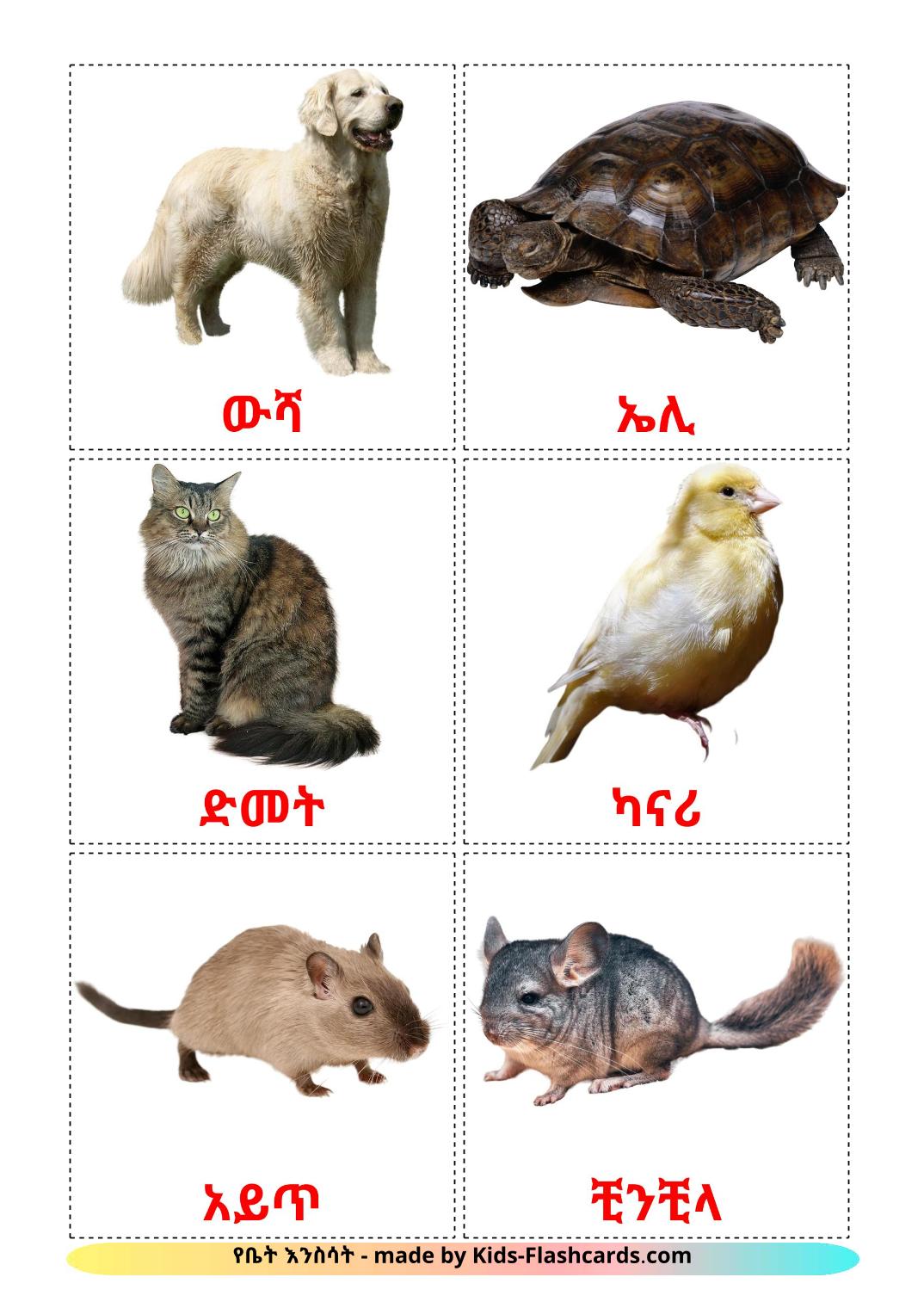 Domestic animals - 10 Free Printable amharic Flashcards 