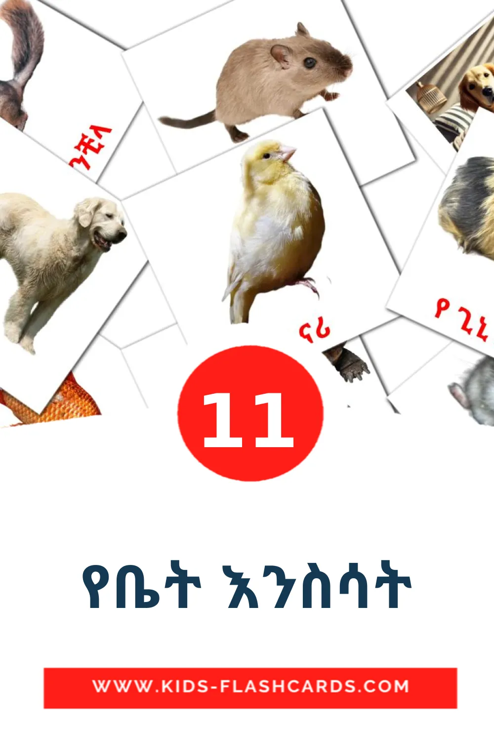 11 tarjetas didacticas de የቤት እንስሳት para el jardín de infancia en amhárico