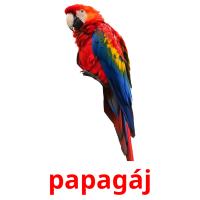 papagáj flashcards illustrate