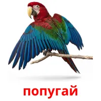 попугай bildekort